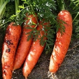 Kako posaditi šargarepu da brže nikne